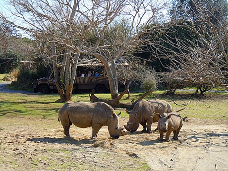 Disney's wild Africa trek tour
