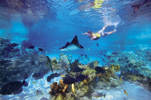 SeaWorld's Discovery Cove reef to open in June 2011