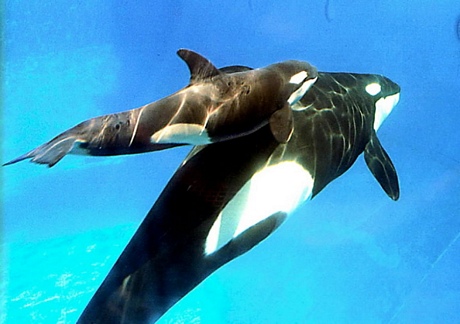 Sea World killer whale Kalina dies