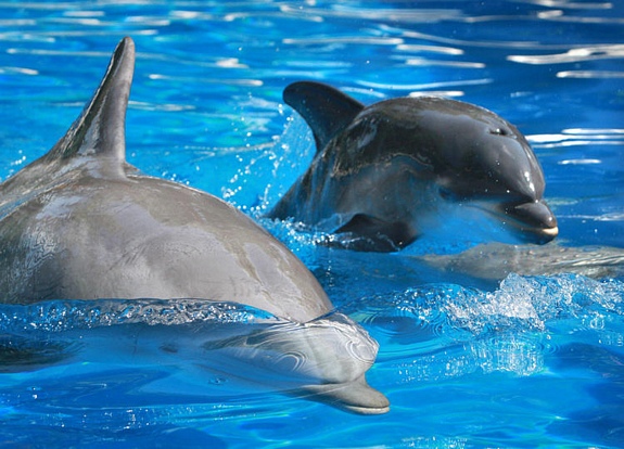 Baby dolphin born at SeaWorld Orlando