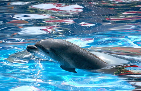 Baby dolphin born at SeaWorld Orlando