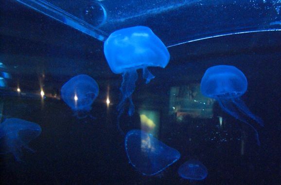 The living seas at Epcot