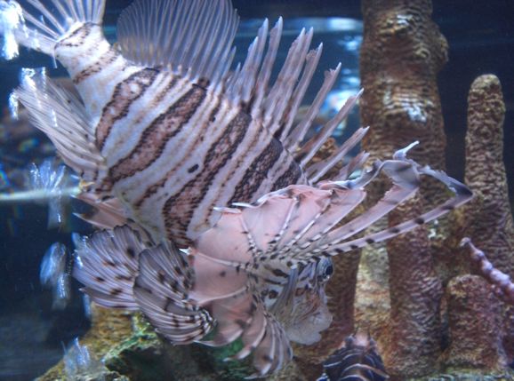 The living seas at Epcot