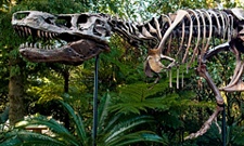 Animal Kingdom rides and attractions