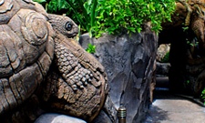 Animal Kingdom rides and attractions