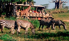 Animal Kingdom rides and attractions
