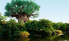 Animal Kingdom rides and attractions