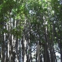 disney-animal-kingdom-1
