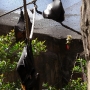 disney-animal-kingdom-10