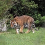 disney-animal-kingdom-12