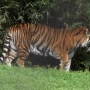 disney-animal-kingdom-13