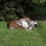 disney-animal-kingdom-16