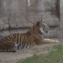 disney-animal-kingdom-17