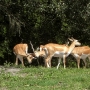 disney-animal-kingdom-27