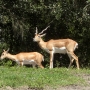 disney-animal-kingdom-28