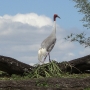 disney-animal-kingdom-29