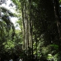 disney-animal-kingdom-3
