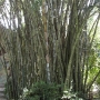 disney-animal-kingdom-31