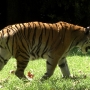 disney-animal-kingdom-35