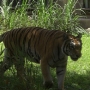 disney-animal-kingdom-36