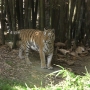 disney-animal-kingdom-37