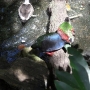disney-animal-kingdom-46