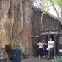disney-animal-kingdom-5