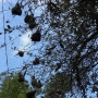 disney-animal-kingdom-54