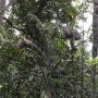 disney-animal-kingdom-57