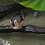disney-animal-kingdom-58
