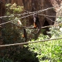 disney-animal-kingdom-6