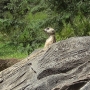 disney-animal-kingdom-62