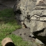 disney-animal-kingdom-63