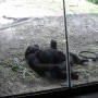 disney-animal-kingdom-64