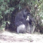 disney-animal-kingdom-65