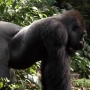 disney-animal-kingdom-66