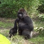 disney-animal-kingdom-67
