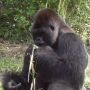disney-animal-kingdom-68