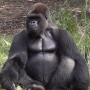 disney-animal-kingdom-69
