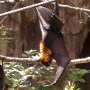 disney-animal-kingdom-7