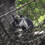 disney-animal-kingdom-76