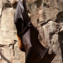 disney-animal-kingdom-8