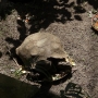 disney-animal-kingdom-9