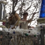 walt-disney-world-christmas-24