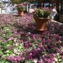 disney-epcot-food-wine-festival-105