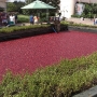 disney-epcot-food-wine-festival-140