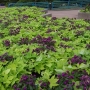 disney-epcot-food-wine-festival-149