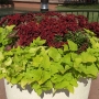 disney-epcot-food-wine-festival-15