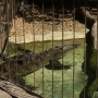disney-animal-kingdom-2