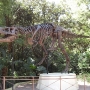 disney-animal-kingdom-20